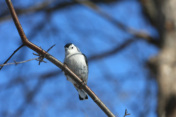 White-breasted Nuthatch Sitta carolinensis