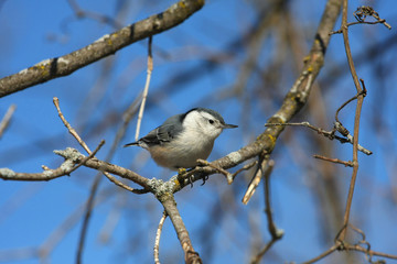 White-breasted Nuthatch Sitta carolinensis