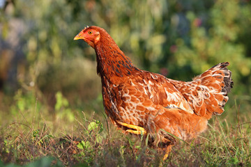 Hen in farm