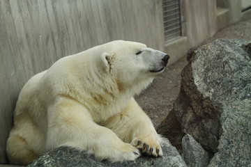 Eisb&auml;r in Nahaufnahme