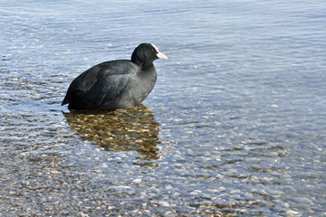Fulica atra