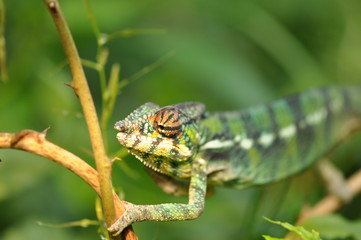Chameleon