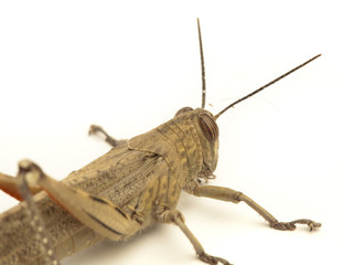 grasshopper