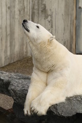 Fototapeta premium Eisbär in Nahaufnahme