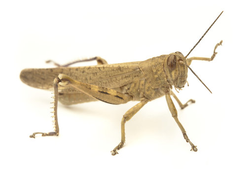 grasshopper