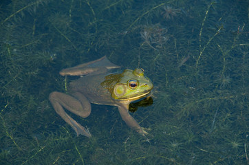 This is an image of a frog swimming in the water with it's head up on the surface.