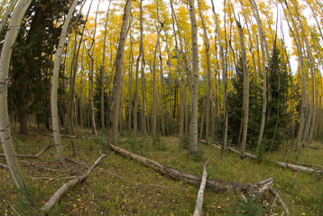 This is a wide angle view of a grove of Aspen trees in autumn.