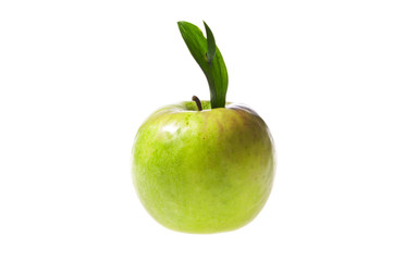 Fresh green apple