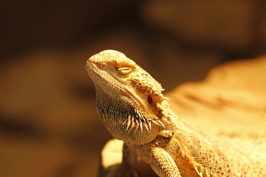 Bartagame in Nahaufnahme