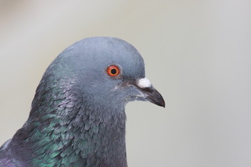 B2