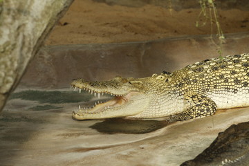 Krokodil in Nahaufnahme