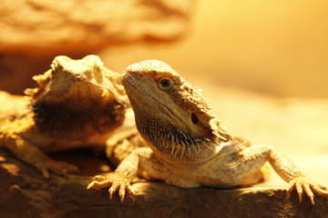 Bartagame in Nahaufnahme