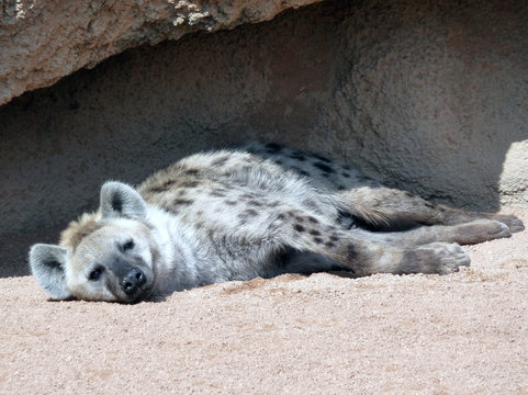 hiena descansando