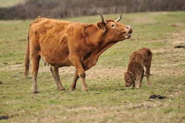 vache limousine et son veau venant de naître