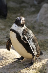 Brillenpinguin in Nahaufnahme