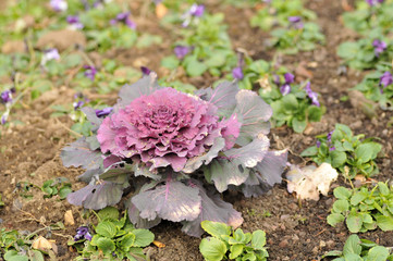 chou d'ornement dans un jardin