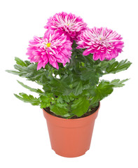 pink chrysanthemum flowers in pot