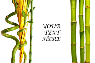 Bamboo background with text space