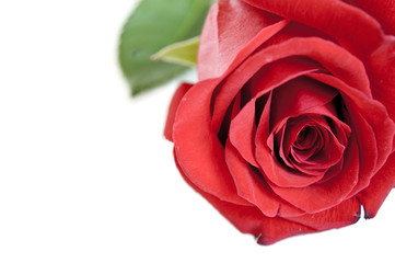 Red rose isolated on white background