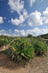 Dwarf palm (chamaerops humilis), Sardinia, Italy, Europe