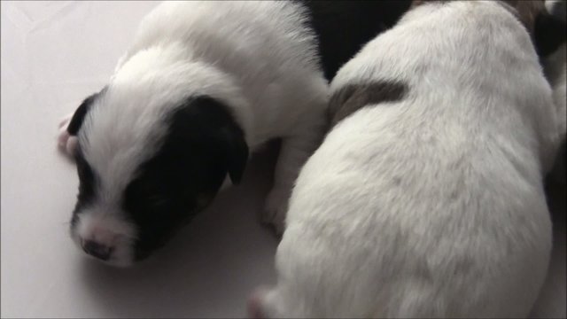 Jack Russel Welpen