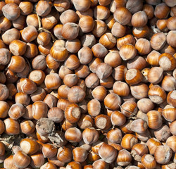 Hazelnuts background