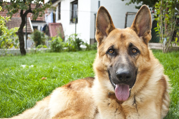 German shepard