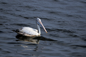 Spot Billed Pelican