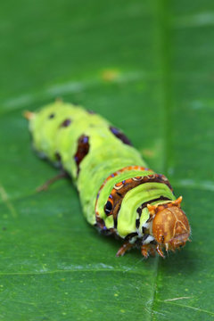 Common Mormon (Papilio Polytes)
