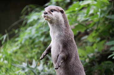 Otter standing up looking away from camera