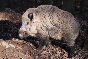 Wildschwein - Sus scrofa