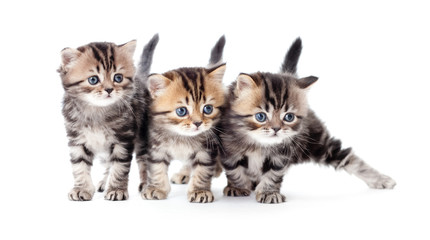 three kittens striped tabby isolated