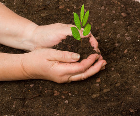 Planting a tree