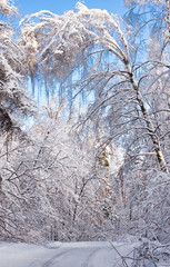 The birch was inclined under snow weight over road