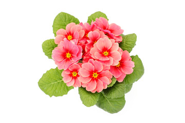 Fototapeta premium primula flower