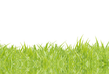 Fresh green grass on a white background