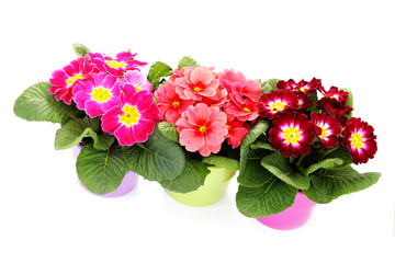 Fototapeta premium primula flower