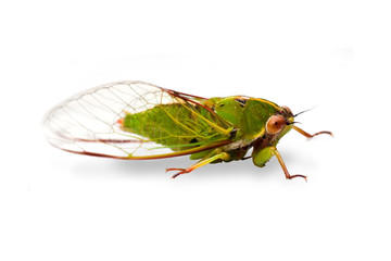 Cicada