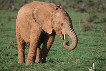 Fototapeta na wymiar Young African Elephant