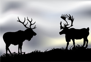 two deers in tundra illustration