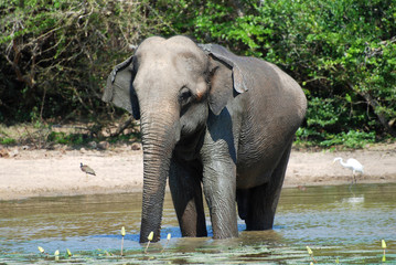 Elephant having bath