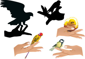 set of human hands with birds isolated on white