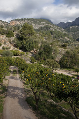 Orange and Lemon Trees, Fornalutx Valley, Majorca