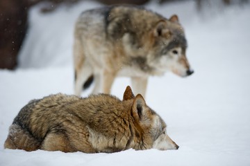 животные/дикая природа