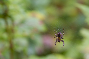 Garden Spider