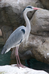 Garza real en el zoo de Barcelona