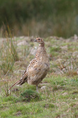 Pheasant