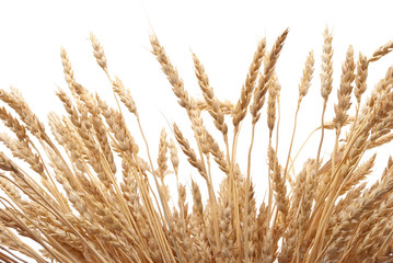 Wheat ears