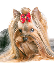 Naklejka premium Yorkshire Terrier
