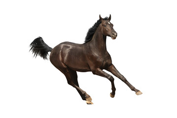 Fototapeta na wymiar Gallop horse isolated